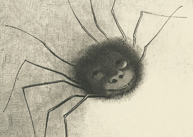 L'araignée : l'alliée écologique de votre potager ! - Louvre-Lens