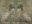 Fragment de  décor : sphinx ailés coiffés de tiares à trois rangs de cornes