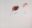 Twombly Cy (1928-2011), La mort de Patrocle, huile sur toile, mine de plomb, Paris, Centre Pompidou - Musée national d’art moderne - Centre de création industrielle / DROITS D'AUTEUR: © Cy Twombly Foundation / CRÉDIT Photo © Centre Pompidou, MNAM-CCI, Dist. RMN-Grand Palais / Philippe Migeat