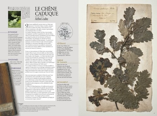 L'herbier des feuilles - Editions Milan