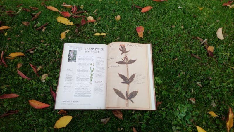 L'herbier des feuilles - Editions Milan