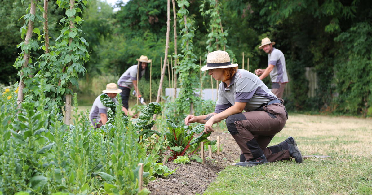 Il Y A Du Brouhaha Dans Le Potager