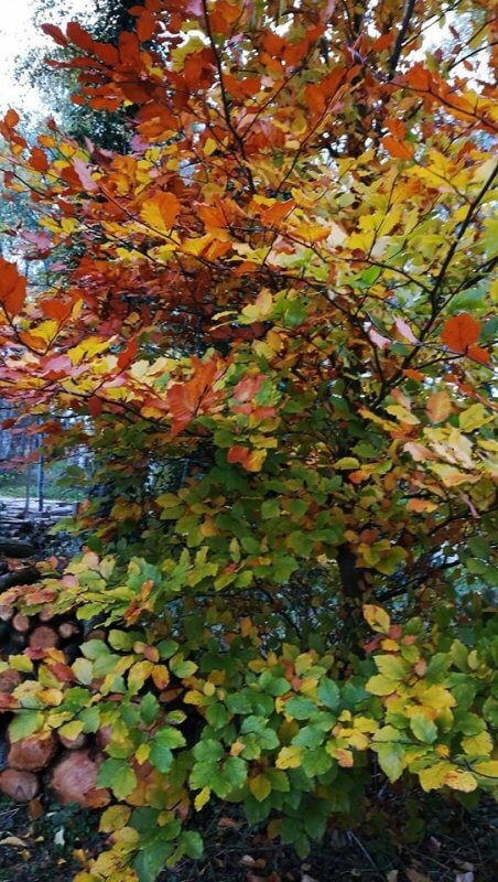 Pendant l'automne, les arbres perdent leurs jolies feuilles. Une des  ramures du Noyer est tombée dans ce color…