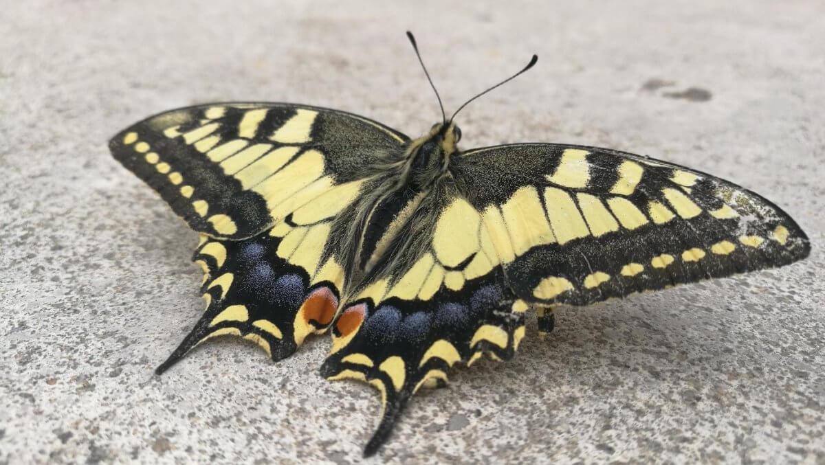 Les couleurs des ailes des papillons, à quoi ça sert ? LouvreLens