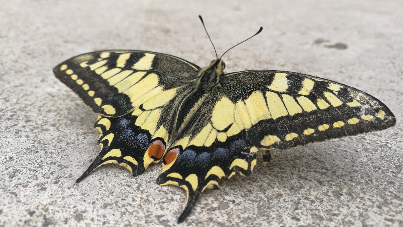 Poudre aile papillon