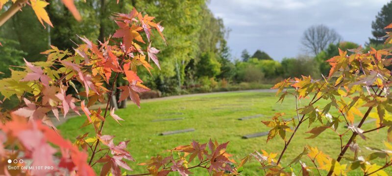 L'Arbre Lumineux : Élégance et Magie pour Votre Maison et Jardin ! - Le  Poisson Qui Jardine