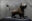 Lion dit « de Monzon »